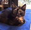 adoptable Cat in ocala, FL named Stella