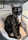 adoptable Cat in Ocala, FL named Stella