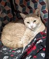 adoptable Cat in ocala, FL named Miss Pumpkin