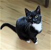 adoptable Cat in ocala, FL named Mojo