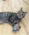 adoptable Cat in ocala, FL named Tigger