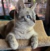 adoptable Cat in  named Vivian