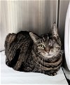 adoptable Cat in  named Angel