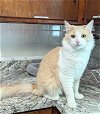 adoptable Cat in  named Gingerbread