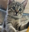 adoptable Cat in ocala, FL named Valentino