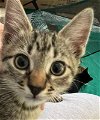 adoptable Cat in lady lake, FL named Valor