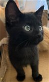 adoptable Cat in ocala, FL named Vance