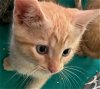 adoptable Cat in ocala, FL named Vincenzo