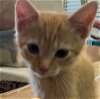 adoptable Cat in ocala, FL named Vito
