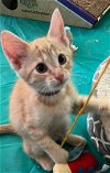 adoptable Cat in ocala, FL named Vinnie