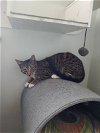 adoptable Cat in ocala, FL named Mufasa