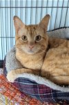 adoptable Cat in ocala, FL named Gus