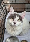 adoptable Cat in  named Giggles