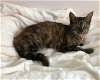 adoptable Cat in ocala, FL named Cecilia