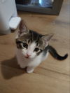 Biscuit