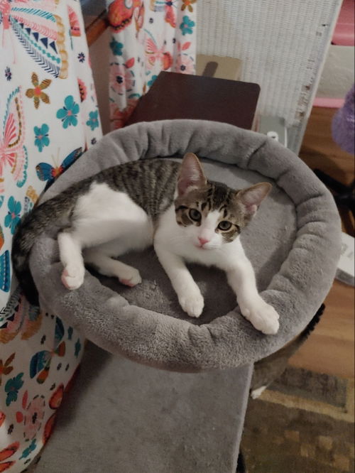 Biscuit