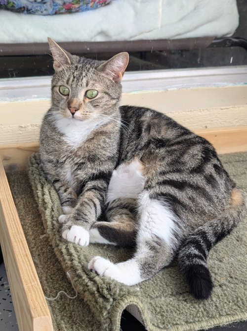 Bam Bam, an adoptable Bengal in Ocala, FL