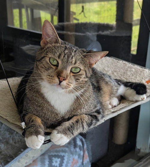 Bam Bam, Adult Bengal / Tabby / Mixed (short coat), cat for adoption in Ocala, Florida