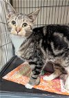 adoptable Cat in ocala, FL named Bam Bam