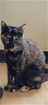adoptable Cat in ocala, FL named KeKe