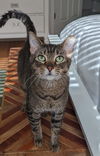Tonks
