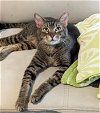 adoptable Cat in lady lake, FL named Tonks