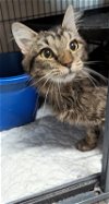 adoptable Cat in ocala, FL named Sage