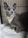 adoptable Cat in ocala, FL named Ivy