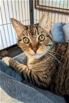 adoptable Cat in  named Susie Q