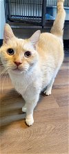 adoptable Cat in  named Snowboy