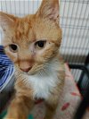 adoptable Cat in ocala, FL named Garfield