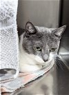 adoptable Cat in ocala, FL named Greta