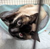 adoptable Cat in Ocala, FL named Gizmo