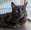 Peppercorn