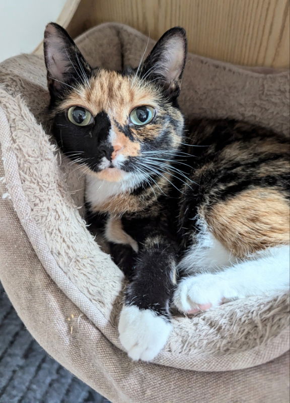 adoptable Cat in Ocala, FL named Mavis