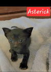 Asterick