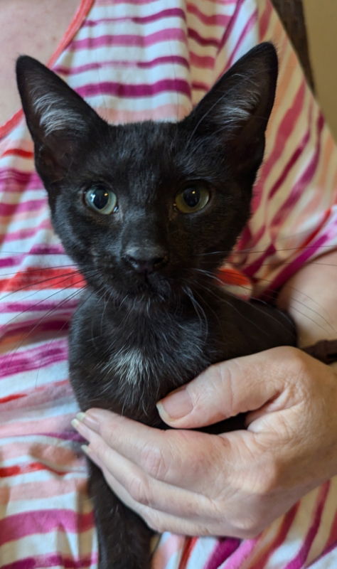 adoptable Cat in Ocala, FL named Asterick