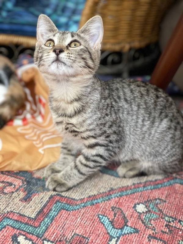 adoptable Cat in Ocala, FL named Duran