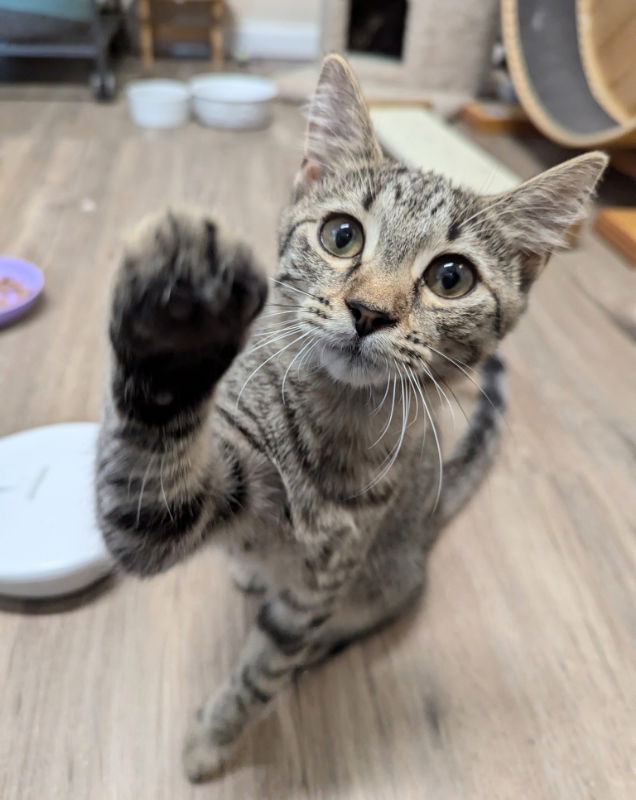 adoptable Cat in Ocala, FL named Duran