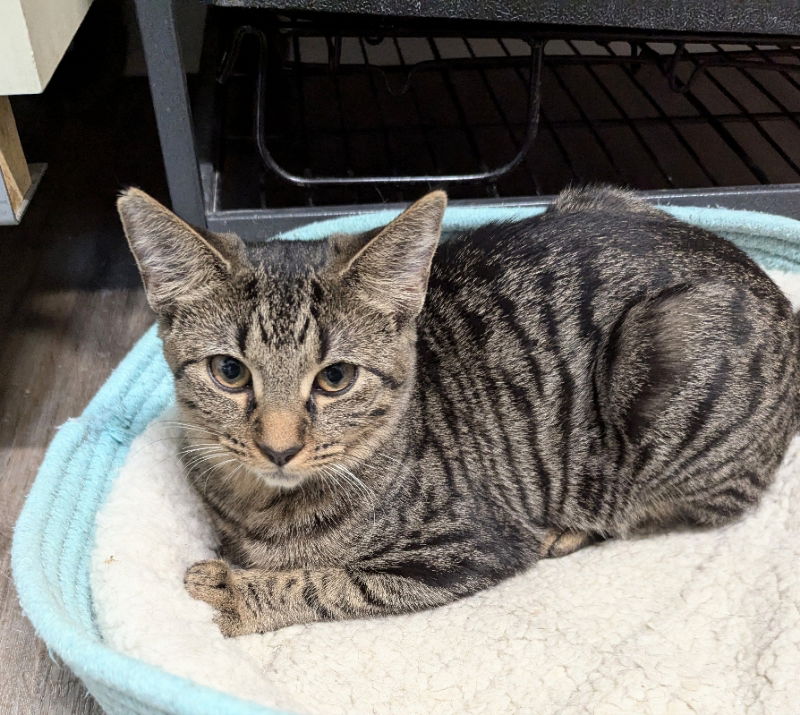 adoptable Cat in Ocala, FL named Lewis