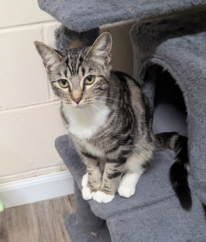 adoptable Cat in Lady Lake, FL named Ricotta