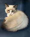 Snowball