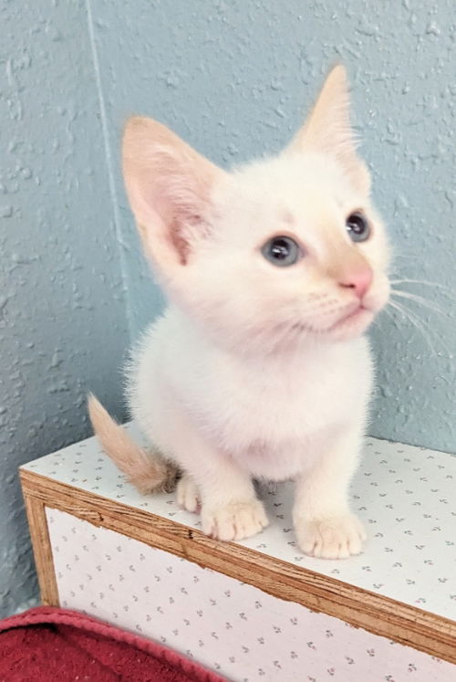 Creamsicle