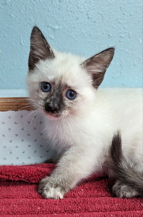 Chocolate Chip