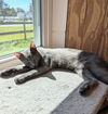 Shasta
