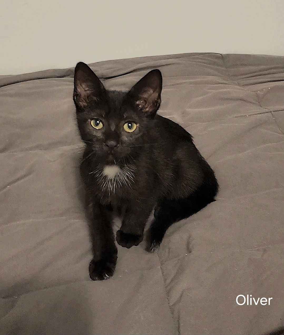 adoptable Cat in Ocala, FL named Oliver Twist