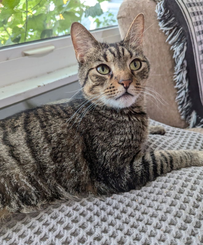 adoptable Cat in Ocala, FL named Tiger