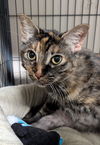 adoptable Cat in Ocala, FL named Lily