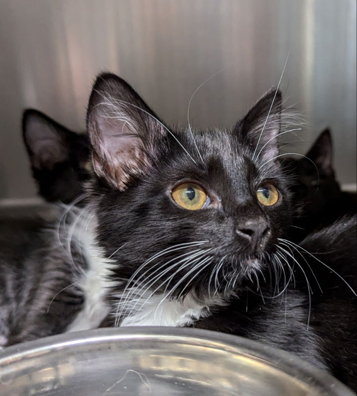 adoptable Cat in Lady Lake, FL named Chevy