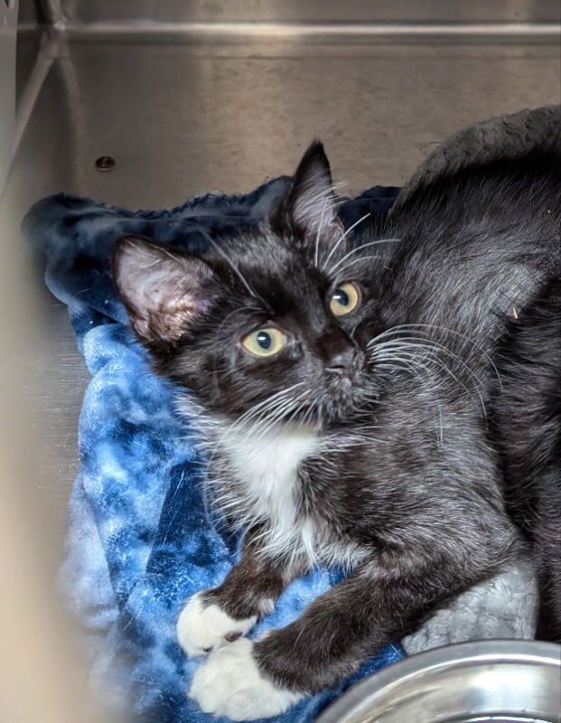 adoptable Cat in Lady Lake, FL named Cowgirl